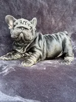 Eclipse , a female French Bulldog for sale in Sanford, NC – 1 of 6