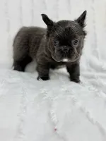 Delilah, a female French Bulldog for sale in Sanford, NC – 2 of 4
