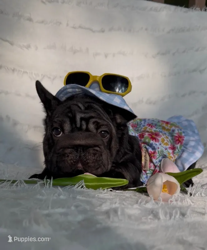 Eclipse  – French Bulldog puppy for sale in Sanford, NC