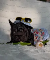 Eclipse , a female French Bulldog for sale in Sanford, NC – 1 of 5