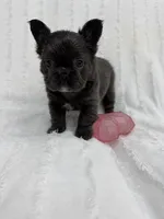 Delilah, a female French Bulldog for sale in Sanford, NC – 3 of 4