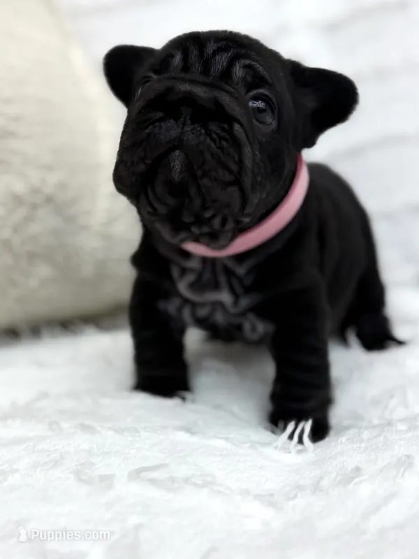 Eclipse  – French Bulldog puppy for sale in Sanford, NC