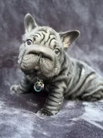 Diesel, a male French Bulldog for sale in Sanford, NC – 2 of 5