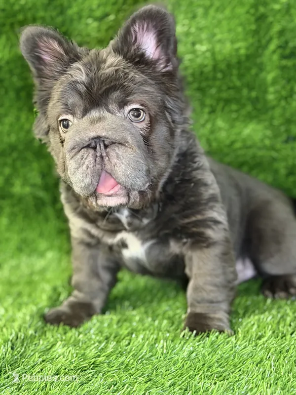 Theo  – French Bulldog puppy for sale in Sanford, NC