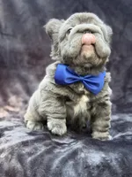 Theo , a male French Bulldog for sale in Sanford, NC – 3 of 7