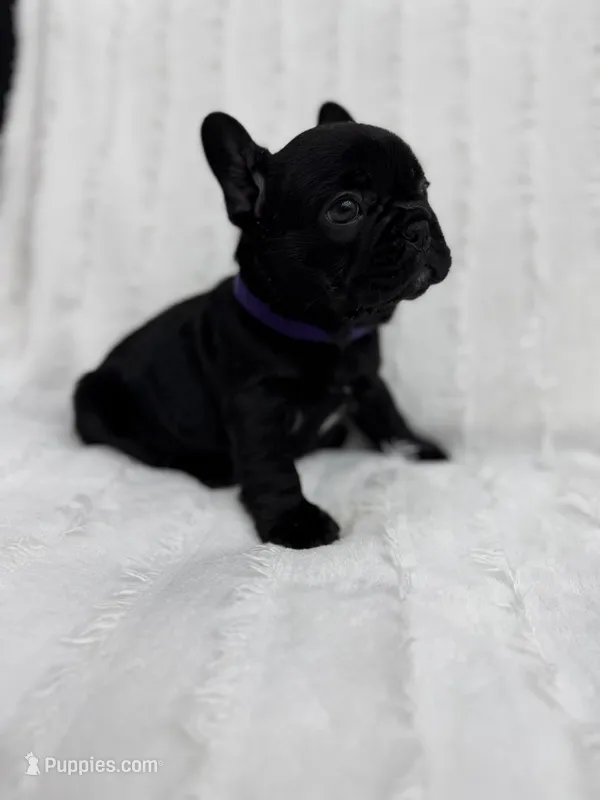 Luna  – French Bulldog puppy for sale in Sanford, NC