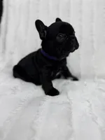 Luna , a female French Bulldog for sale in Sanford, NC – 1 of 4