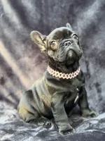 Luna , a female French Bulldog for sale in Sanford, NC – 1 of 5