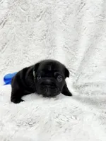 Diesel, a male French Bulldog for sale in Sanford, NC – Photo 2 of 6