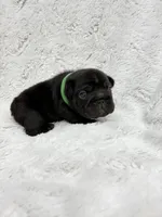 Diesel, a male French Bulldog for sale in Sanford, NC – Photo 5 of 6