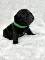 Diesel, a male French Bulldog for sale in Sanford, NC – Photo 4 of 6