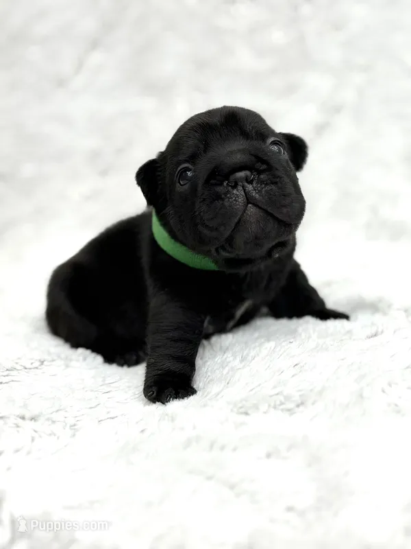 Diesel – French Bulldog puppy for sale in Sanford, NC