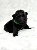 Diesel, a male French Bulldog for sale in Sanford, NC – Photo 1 of 6