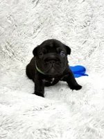 Diesel, a male French Bulldog for sale in Sanford, NC – Photo 6 of 6