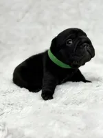 Diesel, a male French Bulldog for sale in Sanford, NC – Photo 3 of 6