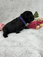 Luna , a female French Bulldog for sale in Sanford, NC – Photo 3 of 3