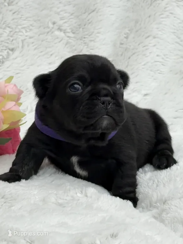 Luna  – French Bulldog puppy for sale in Sanford, NC