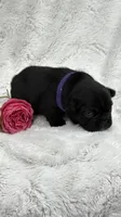 Luna , a female French Bulldog for sale in Sanford, NC – Photo 2 of 3