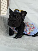 Eclipse , a female French Bulldog for sale in Sanford, NC – 5 of 5