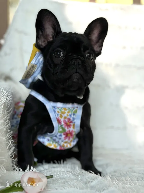 Luna  – French Bulldog puppy for sale in Sanford, NC