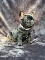 Luna , a female French Bulldog for sale in Sanford, NC – 2 of 5