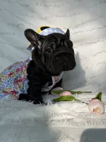 Eclipse , a female French Bulldog for sale in Sanford, NC – 4 of 5