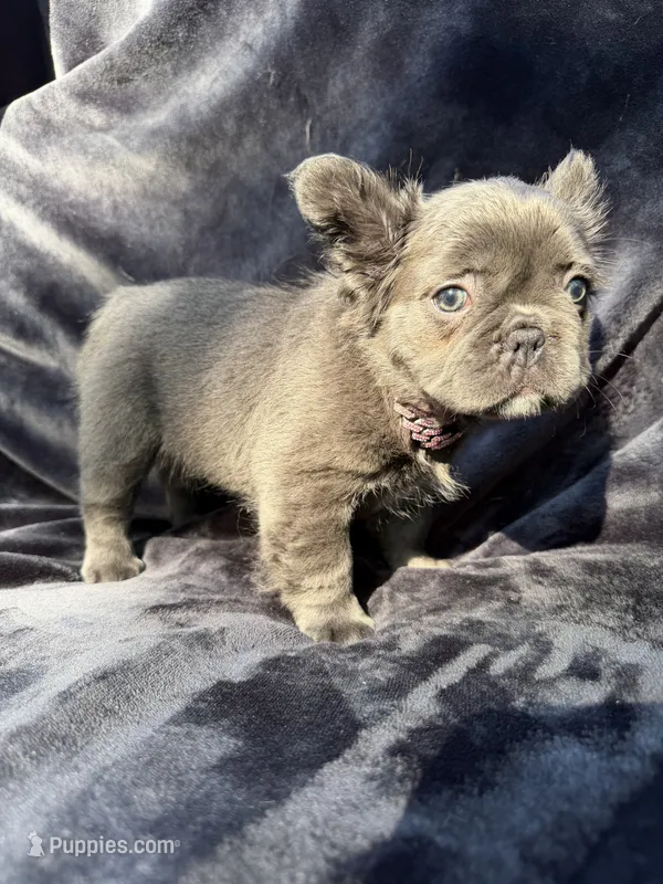 Delilah – French Bulldog puppy for sale in Sanford, NC