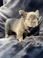 Delilah, a female French Bulldog for sale in Sanford, NC – 1 of 5