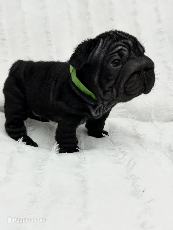Diesel – French Bulldog puppy for sale in Sanford, NC