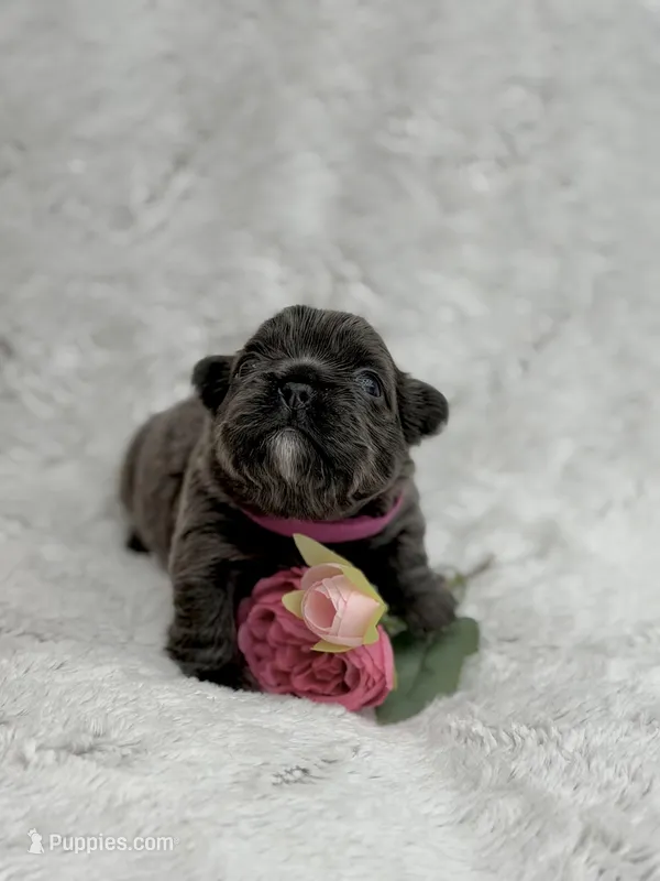 Delilah – French Bulldog puppy for sale in Sanford, NC