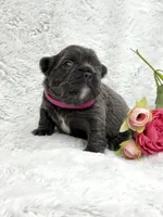 Delilah, a female French Bulldog for sale in Sanford, NC – Photo 3 of 5
