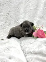 Delilah, a female French Bulldog for sale in Sanford, NC – Photo 4 of 5