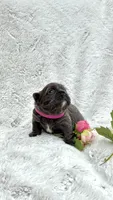 Delilah, a female French Bulldog for sale in Sanford, NC – Photo 5 of 5
