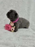 Delilah, a female French Bulldog for sale in Sanford, NC – Photo 2 of 5