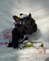 Eclipse , a female French Bulldog for sale in Sanford, NC – 2 of 5