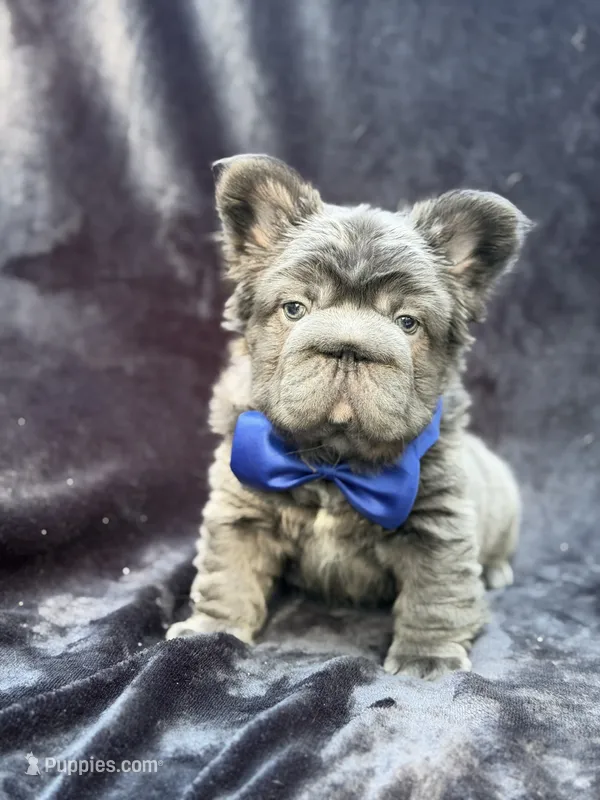 Theo  – French Bulldog puppy for sale in Sanford, NC