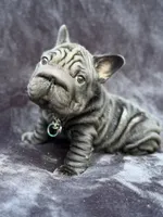 Diesel, a male French Bulldog for sale in Sanford, NC – 4 of 5