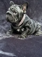 Eclipse , a female French Bulldog for sale in Sanford, NC – 2 of 6