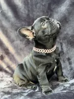 Luna , a female French Bulldog for sale in Sanford, NC – 4 of 5