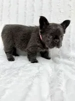 Delilah, a female French Bulldog for sale in Sanford, NC – 4 of 4