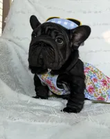 Eclipse , a female French Bulldog for sale in Sanford, NC – 3 of 5