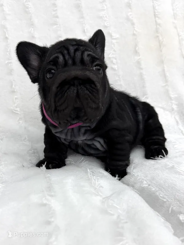 Eclipse  – French Bulldog puppy for sale in Sanford, NC