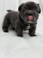 Theo , a male French Bulldog for sale in Sanford, NC – 4 of 4