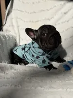 Diesel, a male French Bulldog for sale in Sanford, NC – 2 of 4