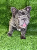 Theo , a male French Bulldog for sale in Sanford, NC – 3 of 4