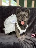 Delilah, a female French Bulldog for sale in Sanford, NC – 3 of 4