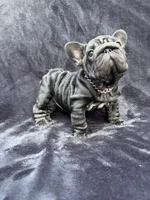 Eclipse , a female French Bulldog for sale in Sanford, NC – 5 of 6
