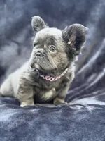 Delilah, a female French Bulldog for sale in Sanford, NC – 3 of 5