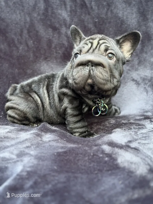 Diesel – French Bulldog puppy for sale in Sanford, NC