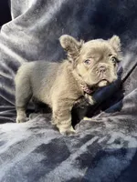 Delilah, a female French Bulldog for sale in Sanford, NC – 4 of 5
